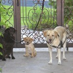 3 DC Ranch canine residents