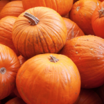 Children can pick out a free pumpkin at Desert Botanical Garden, October 23 - 26