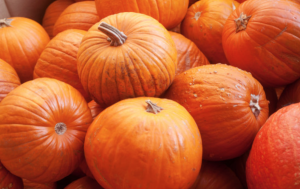 Children can pick out a free pumpkin at Desert Botanical Garden, October 23 - 26