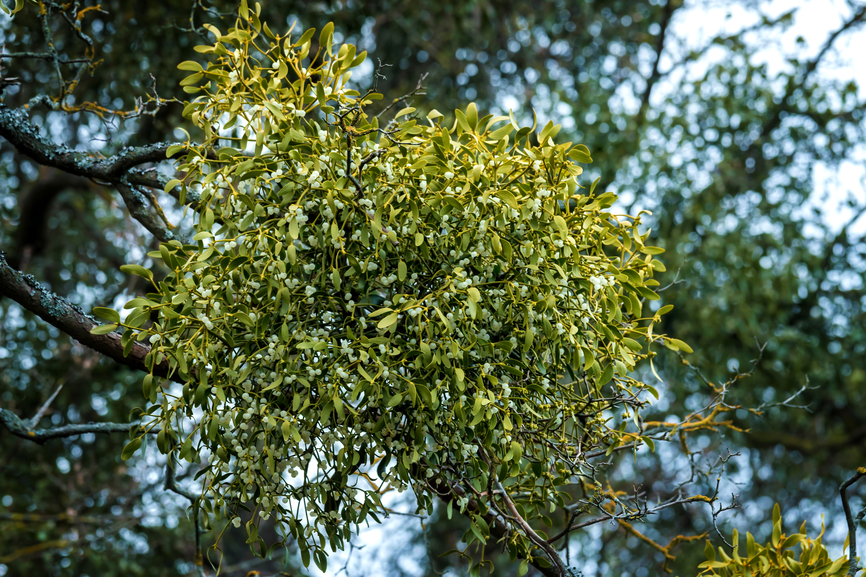 Mistletoe is actually a parasite that grows in Ironwood and Mesquite trees