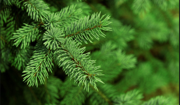 Selecting a Christmas tree for your home and keeping it fresh is easy with these 5 tips