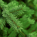 Selecting and keeping your real Christmas Tree is easy