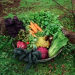 DC Ranch Community Garden Saturday, December 13th - Maintaining Winter Vegetables