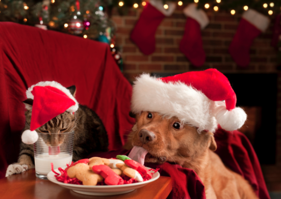 Keep your pets safe and healthy during the holiday
