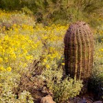 Arizona wild flowers in full bloom this time of year.
