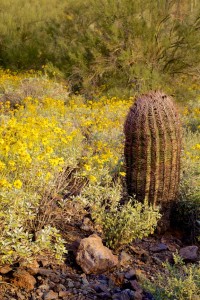 Arizona wild flowers in full bloom this time of year.