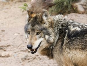 Sonoran Desert Conservancy Shelter - Mexican Gray Wolf