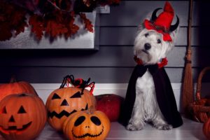Halloween for Families Near DC Ranch, Scottsdale - DC Ranch Homes for Sale