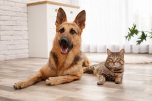 5 Pet Safety Tips to Use During Your Move to DC Ranch