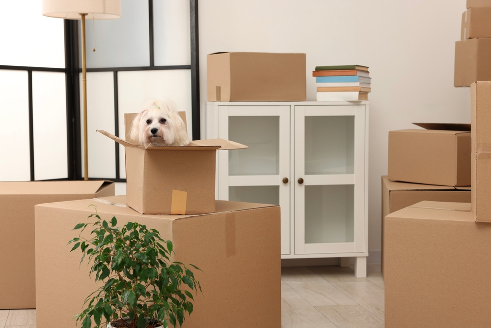 Pet Safety Tips During Your Move to DC Ranch