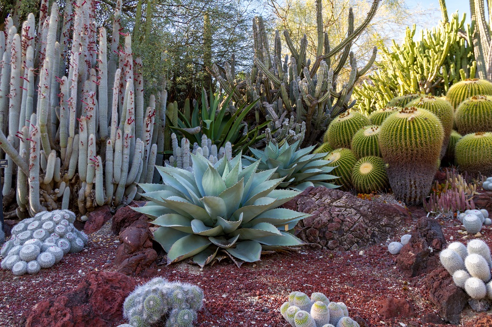 10 Must-Have Desert Plants to Boost Your Curb Appeal When You Sell Your Home in DC Ranch