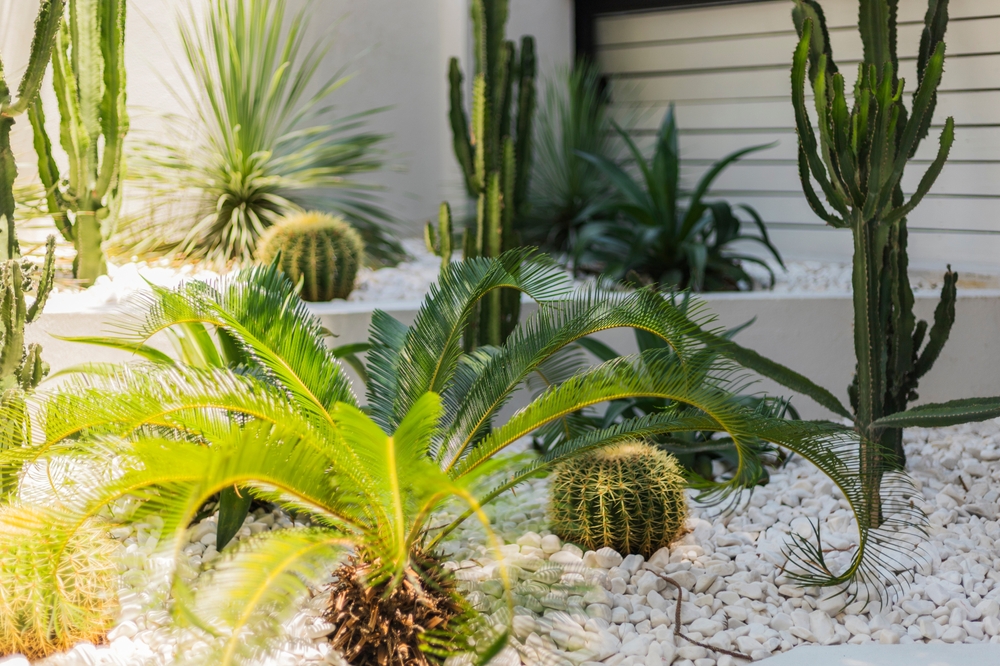  Desert Plants to Boost Your Curb Appeal When You Sell Your Home