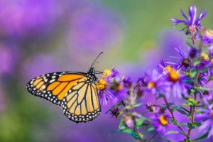5 Things to Do in Scottsdale With Kids - Butterfly Wonderland