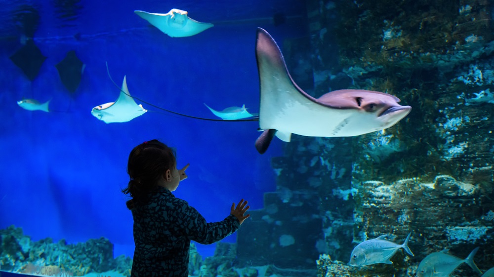 5 Things to Do in Scottsdale With Kids - OdySea Aquarium