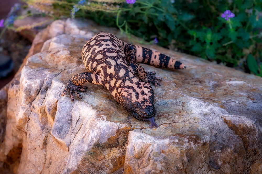 5 Things to Do in Scottsdale With Kids - Phoenix Herpetological Sanctuary