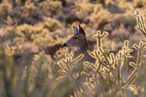 Wildlife Viewing at Lost Dutchman State Park