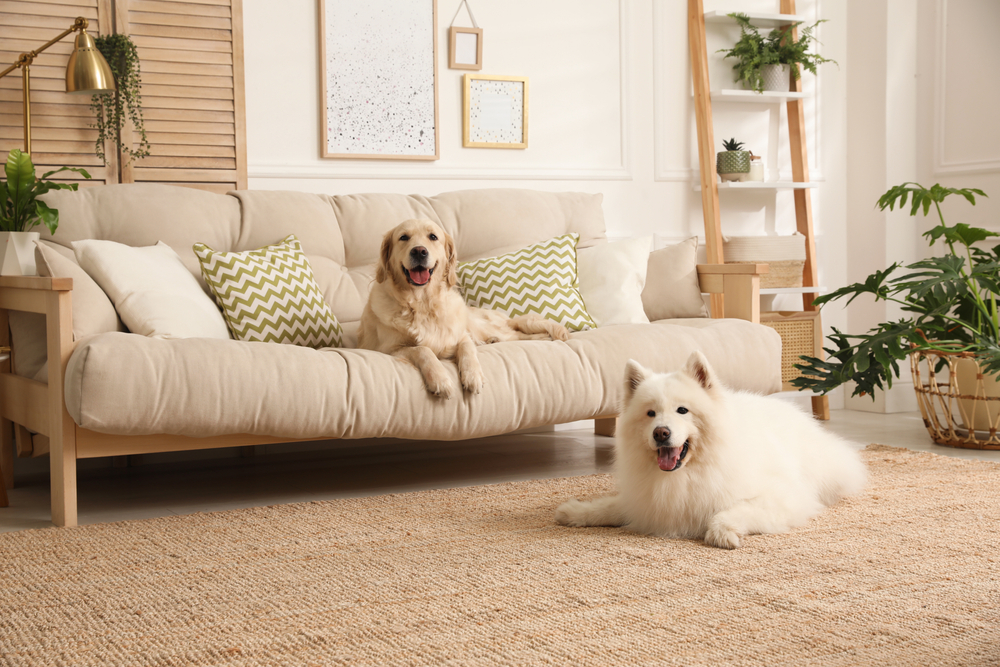 What to Do With Your Dog During a House Showing