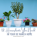 12 Houseplants You Need in Your DC Ranch Home