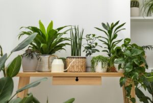 Houseplants You Need in Your DC Ranch Home