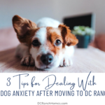 3 Tips for Dealing With Dog Anxiety After Moving to DC Ranch