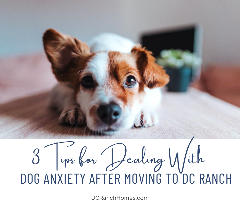 3 Tips for Dealing With Dog Anxiety After Moving to DC Ranch