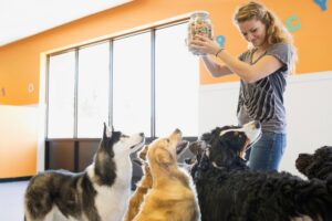 Dog Daycare Near DC Ranch