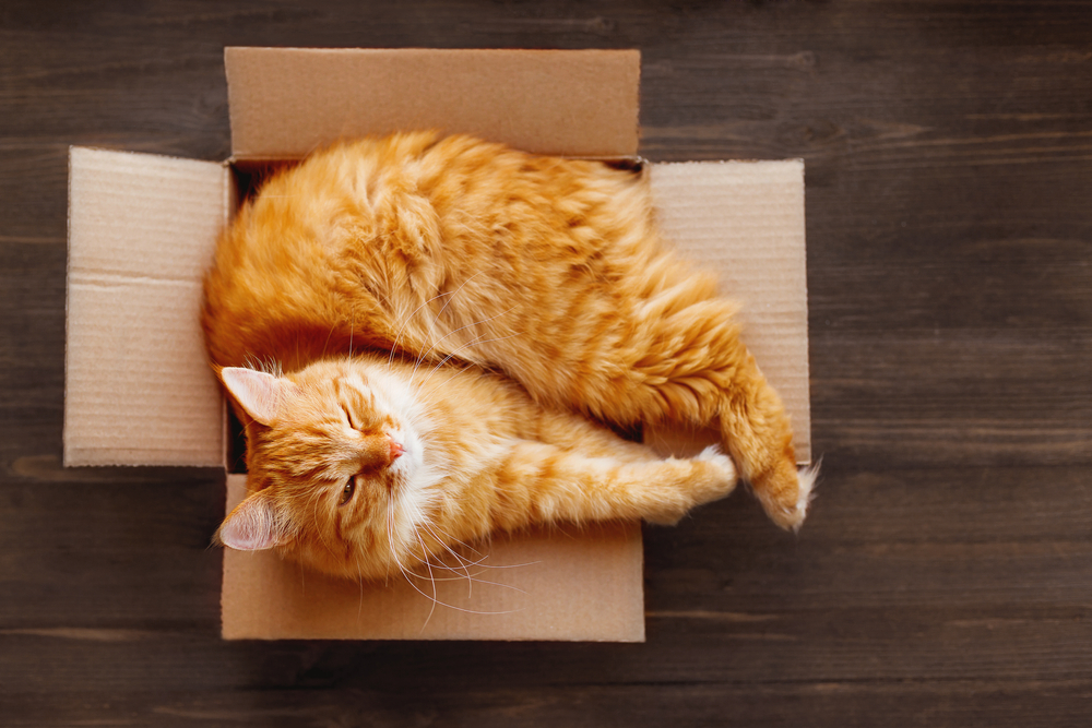 Help Your Cat Settle in After You Move to DC Ranch