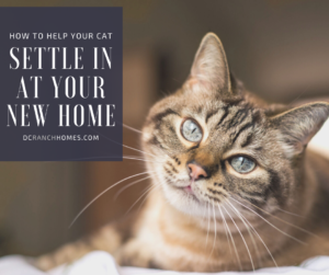 How to Help Your Cat Settle in After You Move to DC Ranch