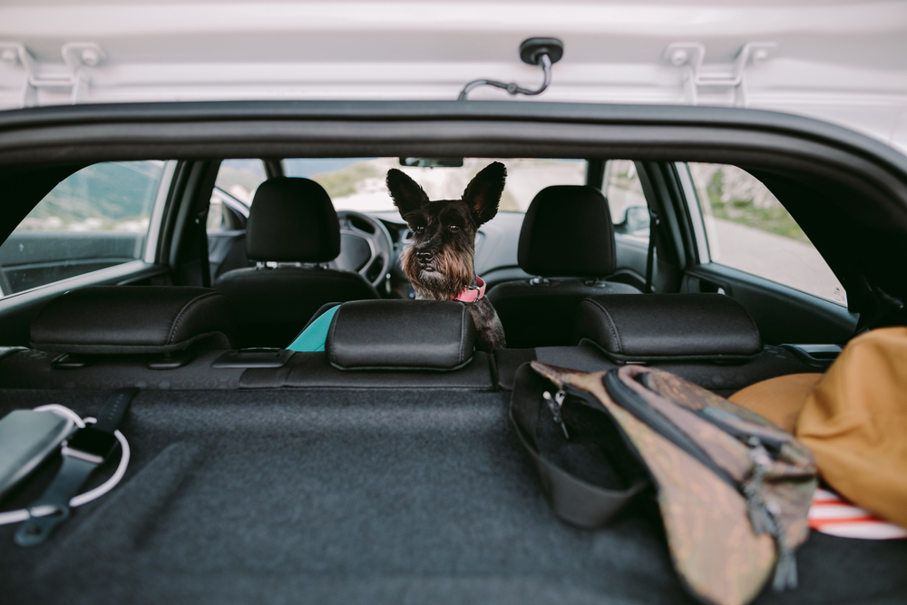 Successful Long-Distance Move With a Dog