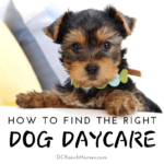 How to Find the Right Dog Daycare Near DC Ranch - DC Ranch Homes for Sale