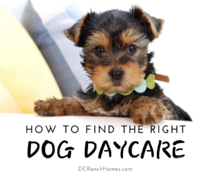 How to Find the Right Dog Daycare Near DC Ranch - DC Ranch Homes for Sale
