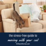 Stress-Free Guide to Moving With a Cat